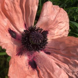 Meet your Posher, Chelsea